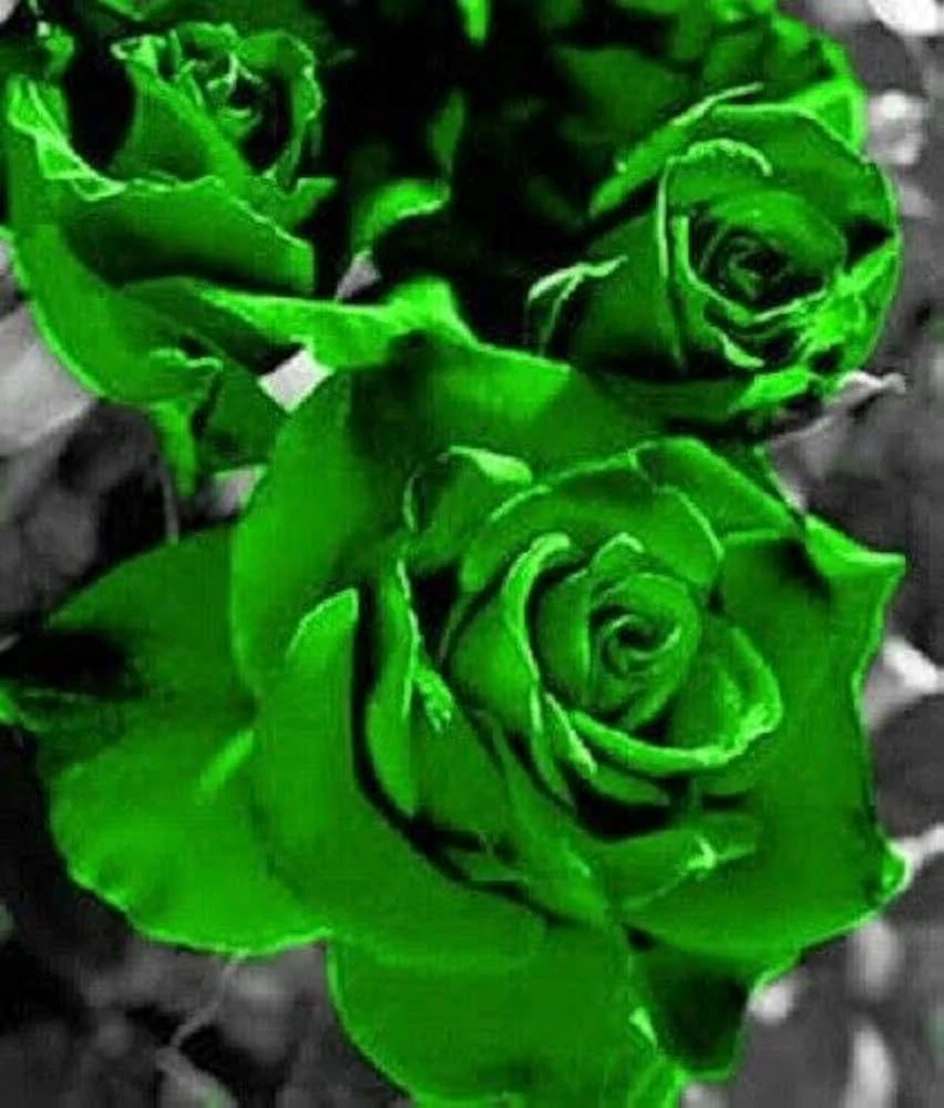 Rose Seeds (Green Rose Flower Seeds) - Green Blooms with Red Edges, Easy-Grow Perennial - Image 3