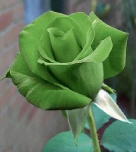 Rose Seeds (Green Rose Flower Seeds) - Green Blooms with Red Edges, Easy-Grow Perennial - Image 5