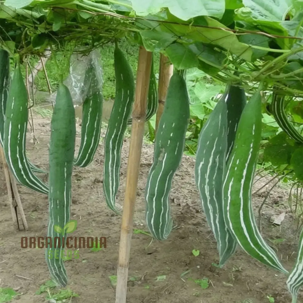 Green Snake Gourd Vegetable Seeds For Planting, Grow Exotic Green Snake Gourd, Fresh Vegetable Seeds for Your Garden - Image 3