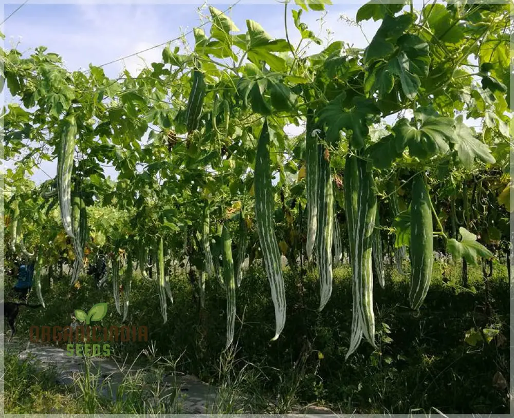 Green Snake Gourd Vegetable Seeds For Planting, Grow Exotic Green Snake Gourd, Fresh Vegetable Seeds for Your Garden - Image 4