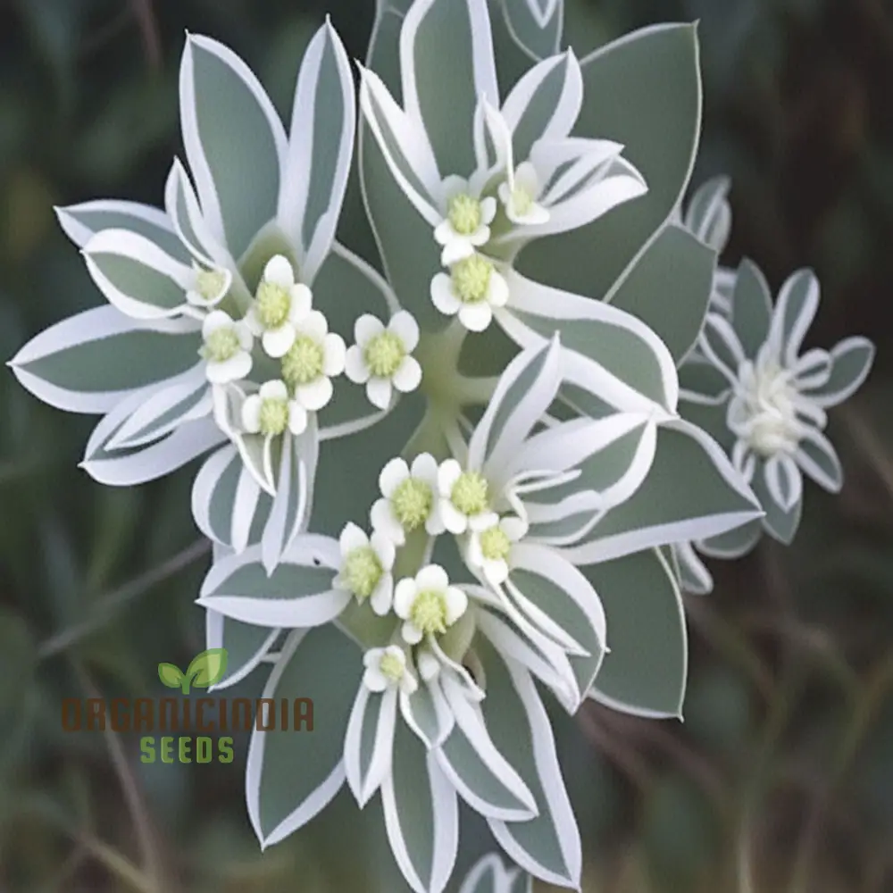 Green Snow On The Mountain Flower Seeds - Exotic Euphorbia for Lush Gardens
