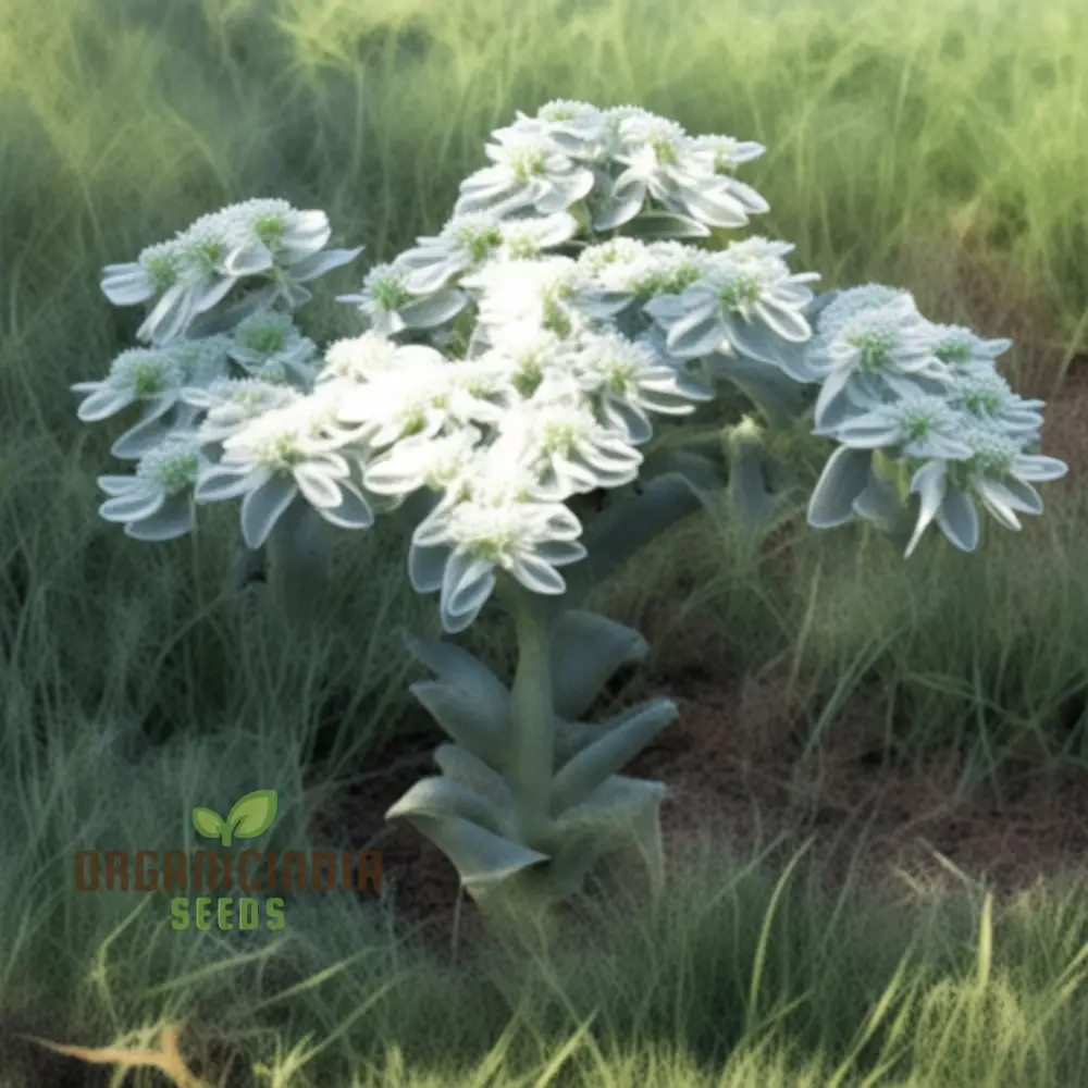 Green Snow On The Mountain Flower Seeds - Exotic Euphorbia for Lush Gardens - Image 3