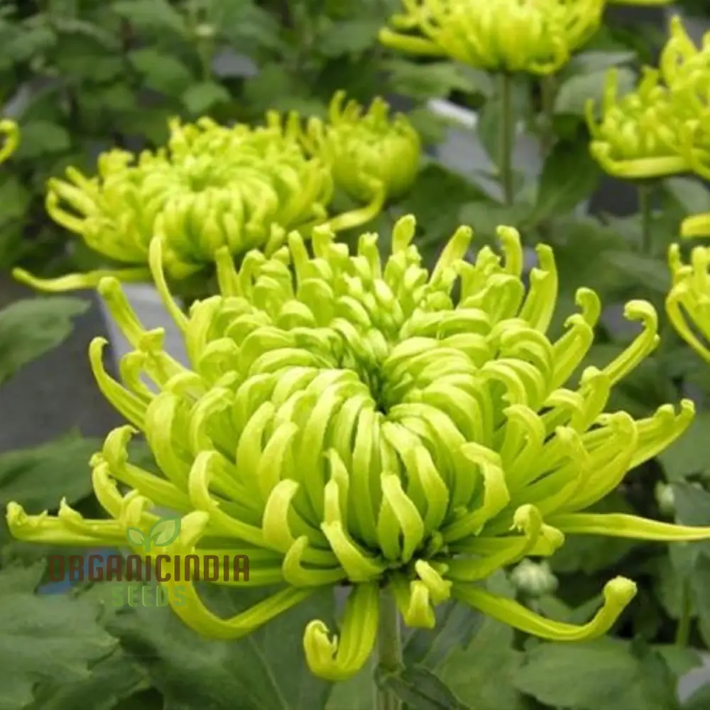 Green 'Spider' Chrysanthemum Flower Seeds, High-Quality Flower Seeds for Planting and Gardening - Cultivate Unique and Vibrant Blooms
