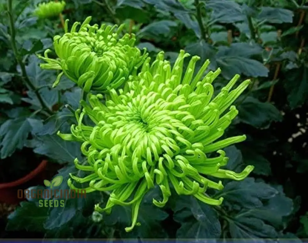 Green 'Spider' Chrysanthemum Flower Seeds, High-Quality Flower Seeds for Planting and Gardening - Cultivate Unique and Vibrant Blooms - Image 3