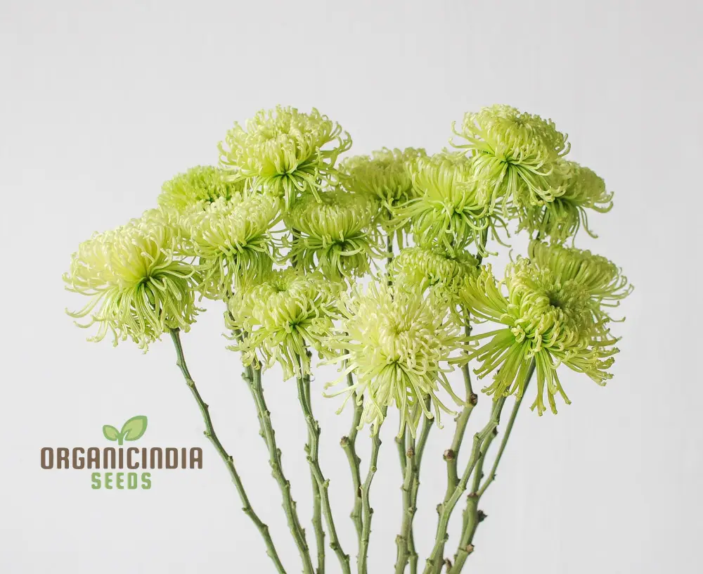 Green 'Spider' Chrysanthemum Flower Seeds, High-Quality Flower Seeds for Planting and Gardening - Cultivate Unique and Vibrant Blooms - Image 4
