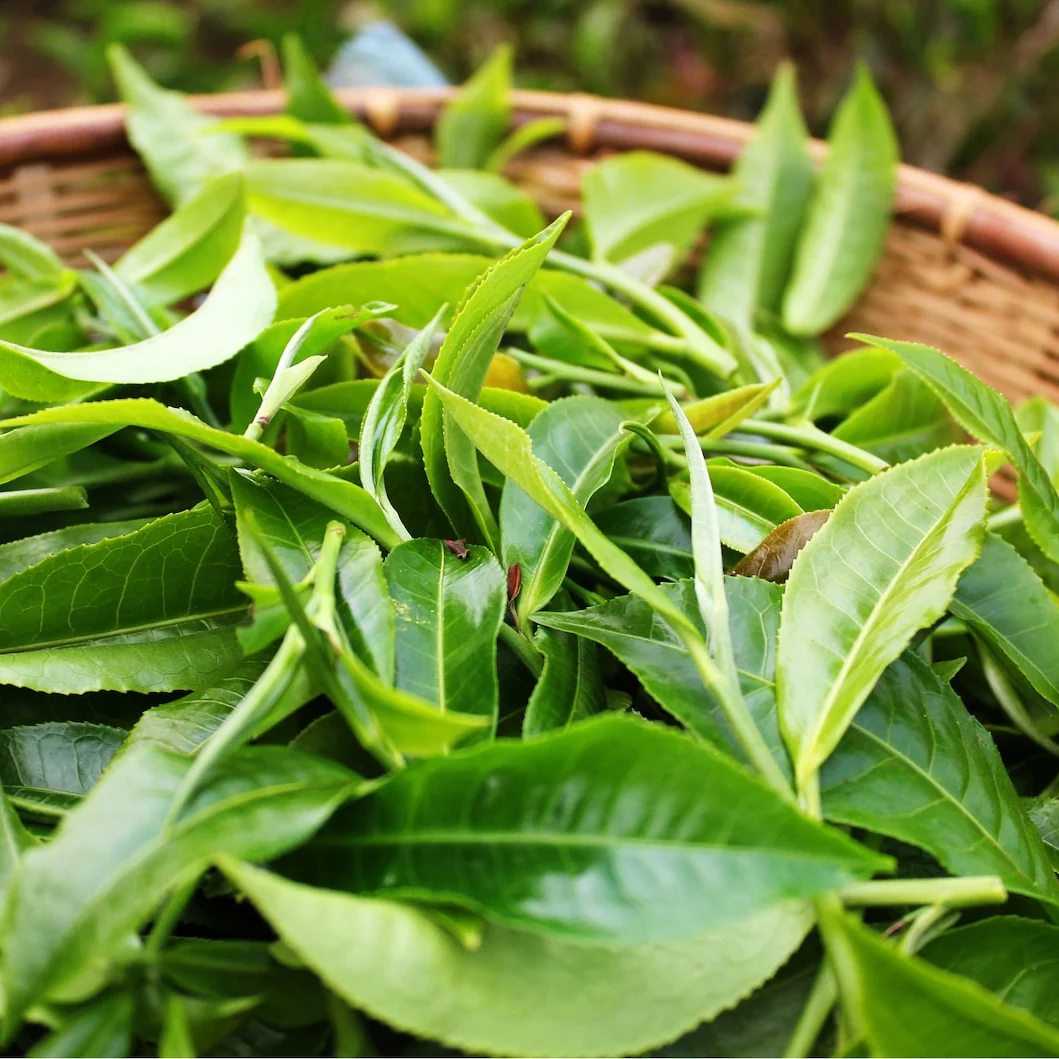 Green Tea Plant Seeds  Camellia Sinensis  Tea Plant, Tea Tree  Seeds for Growing Your Own Tea - Image 3