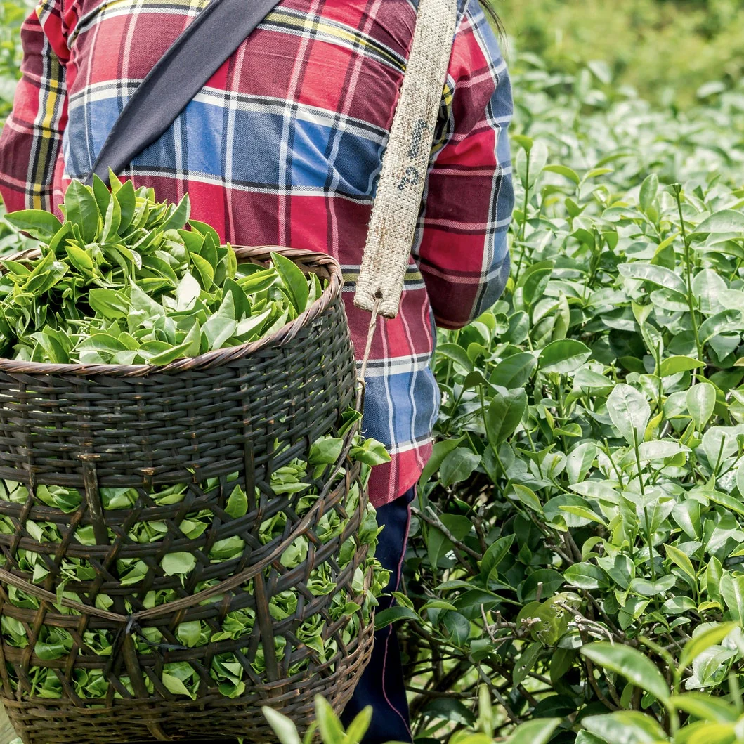 Green Tea Plant Seeds  Camellia Sinensis  Tea Plant, Tea Tree  Seeds for Growing Your Own Tea - Image 4