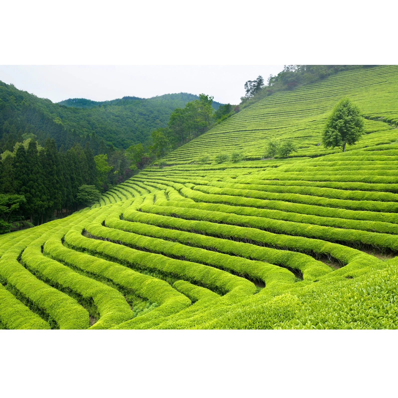 Green Tea Plant Seeds  Camellia Sinensis  Tea Plant, Tea Tree  Seeds for Growing Your Own Tea - Image 5