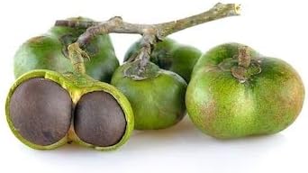 Green Tea Plant Seeds  Camellia Sinensis  Tea Plant, Tea Tree  Seeds for Growing Your Own Tea - Image 7