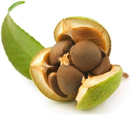 Green Tea Plant Seeds  Camellia Sinensis  Tea Plant, Tea Tree  Seeds for Growing Your Own Tea - Image 8