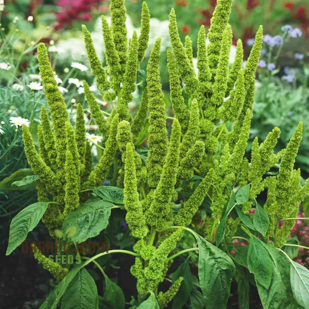 Green Thumb: Amaranth Seeds for Enthusiastic Gardeners Cultivate Beauty and Nutrition from Seed to Harvest!