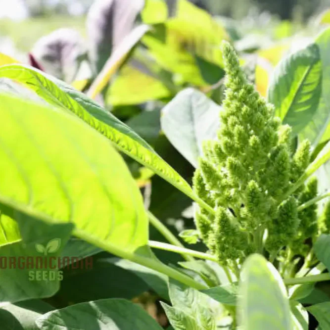 Green Thumb: Amaranth Seeds for Enthusiastic Gardeners Cultivate Beauty and Nutrition from Seed to Harvest! - Image 3