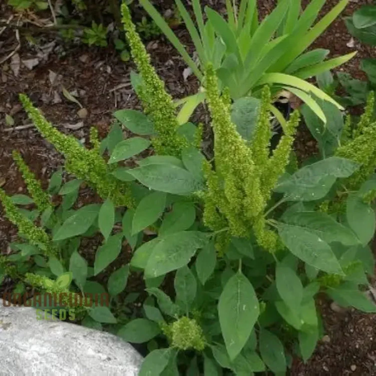 Green Thumb: Amaranth Seeds for Enthusiastic Gardeners Cultivate Beauty and Nutrition from Seed to Harvest! - Image 4