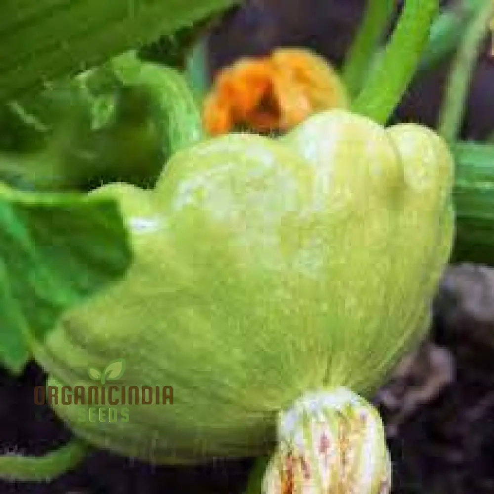 Green Tint Bush Scallop Squash: Ideal for Garden Enthusiasts - Image 3