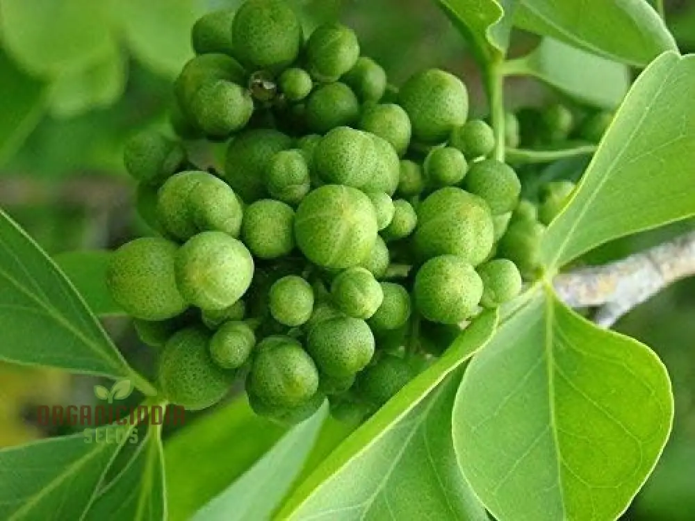 Green Toddalia Seeds, Toddalia Plant Seeds, 8pcs Green Toddalia Seeds, Fresh Toddalia Plant Seeds