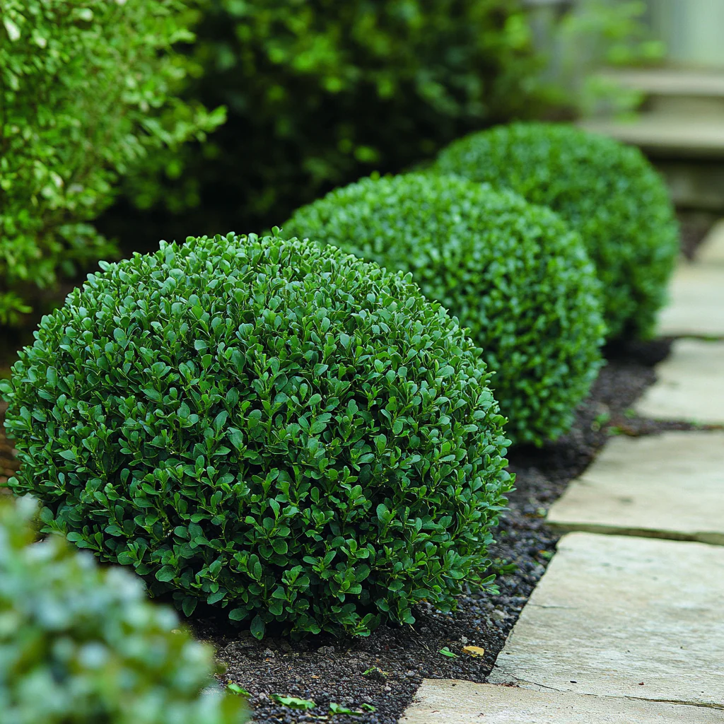 Green Velvet Boxwood – Lush Evergreen Shrub for Elegant Landscaping - Image 4