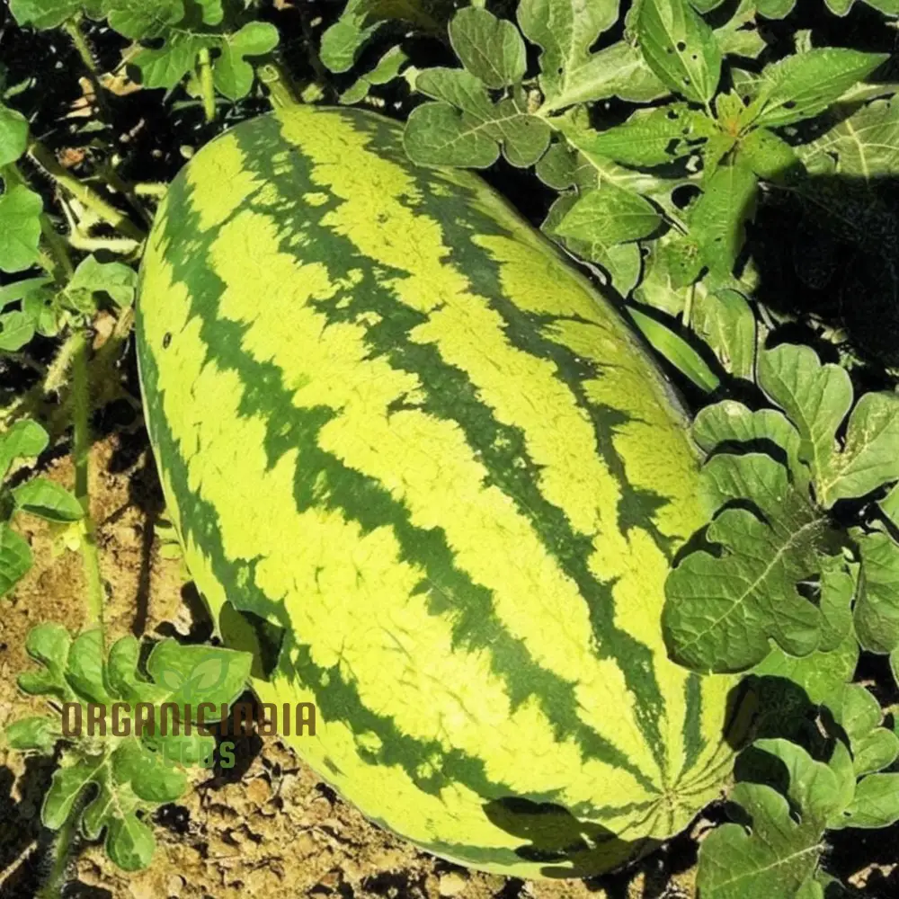 Green Watermelon Fruit Seeds, Juicy and Refreshing Summer Treats, Easy-to-Growing Varieties for a Flavorful Garden
