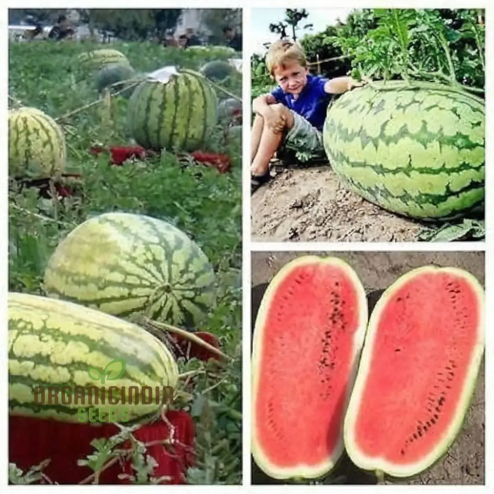 Green Watermelon Fruit Seeds, Juicy and Refreshing Summer Treats, Easy-to-Growing Varieties for a Flavorful Garden - Image 3