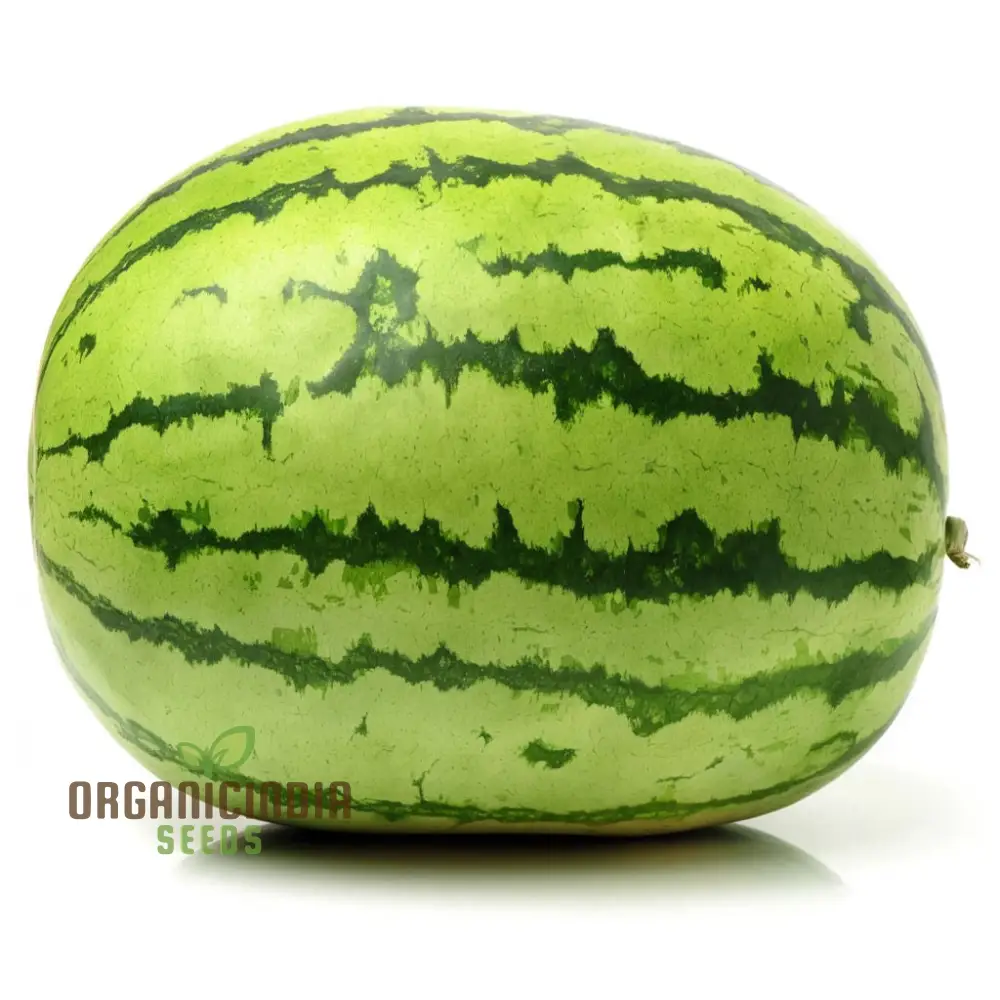 Green Watermelon Fruit Seeds, Juicy and Refreshing Summer Treats, Easy-to-Growing Varieties for a Flavorful Garden - Image 4
