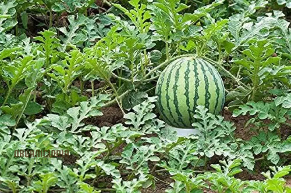 Green Watermelon Seeds for Planting, Cultivate Your Garden with Fresh and Juicy Fruit Seeds - Image 3