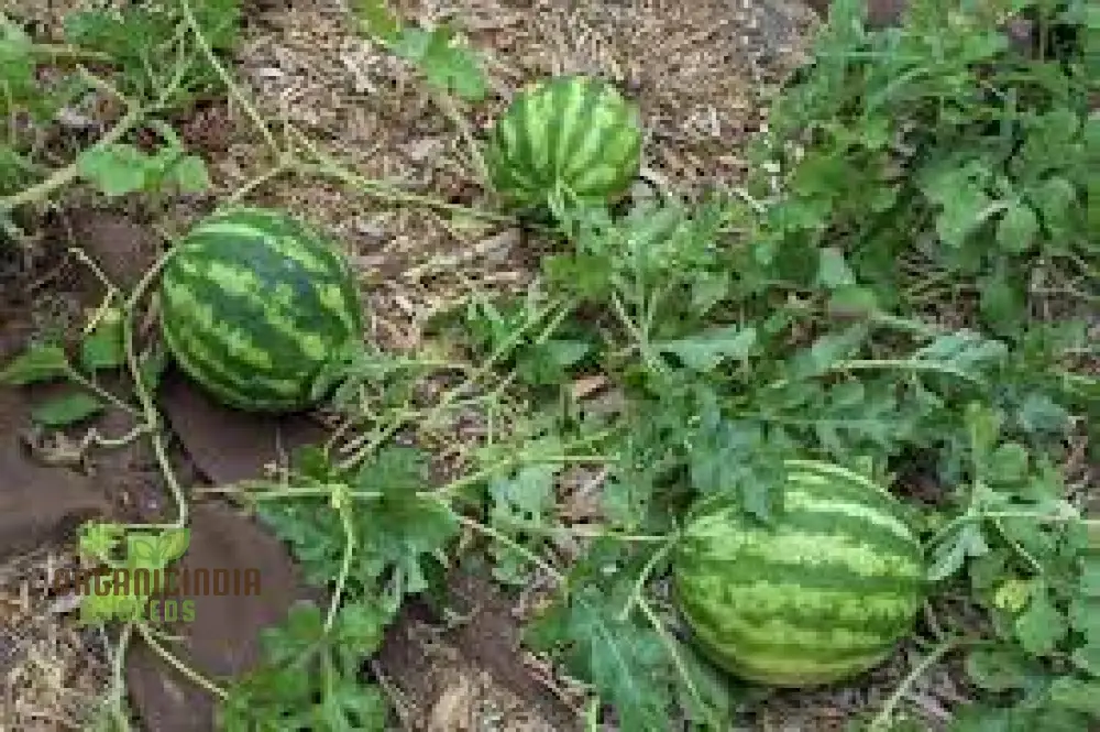 Green Watermelon Seeds for Planting, Cultivate Your Garden with Fresh and Juicy Fruit Seeds - Image 4