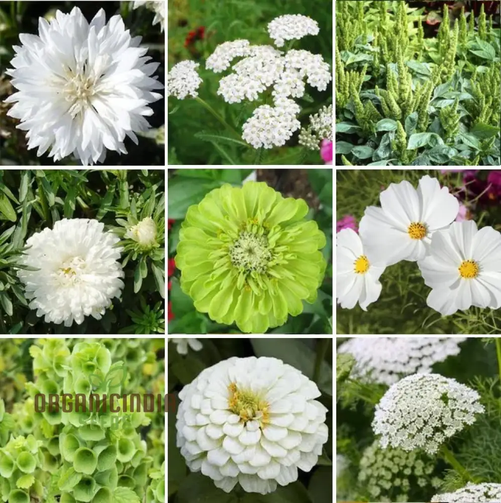 Green with Envy Flower Seed Mix - Spectacular Planting Seeds for Vibrant Gardens