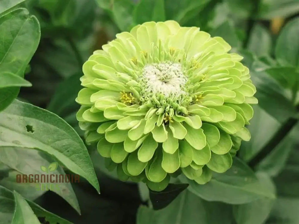 Green with Envy Flower Seed Mix - Spectacular Planting Seeds for Vibrant Gardens - Image 4