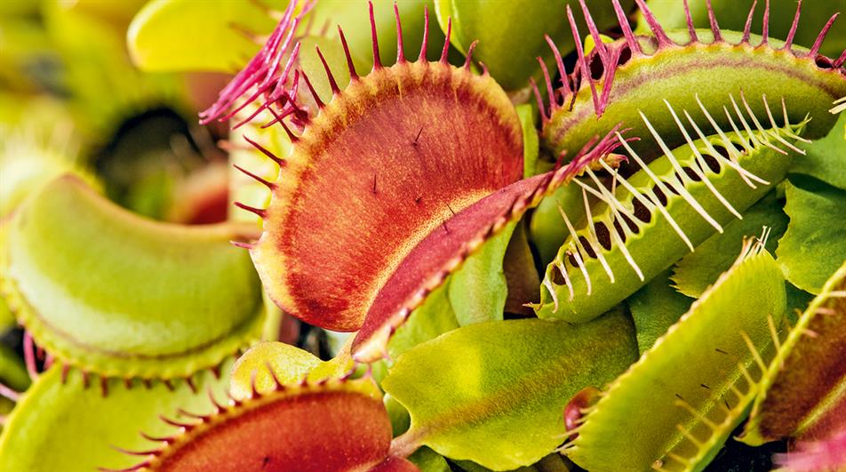 Green with Red Venus Flytrap Live Plant – Exotic Carnivorous Houseplant Variety - Image 2