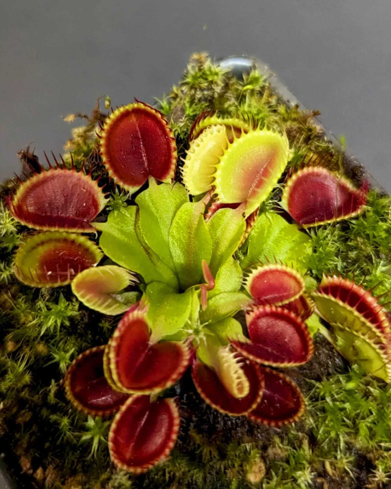 Green with Red Venus Flytrap Live Plant – Exotic Carnivorous Houseplant Variety - Image 3