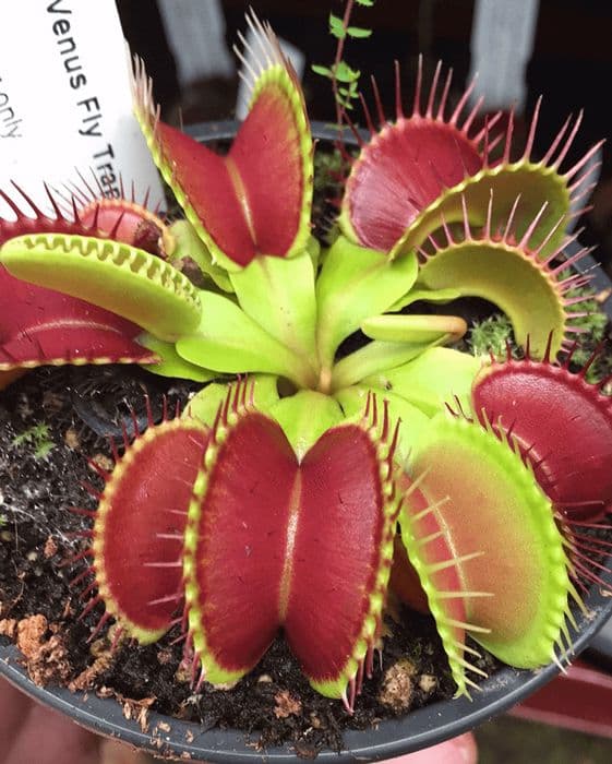 Green with Red Venus Flytrap Live Plant – Exotic Carnivorous Houseplant Variety - Image 4