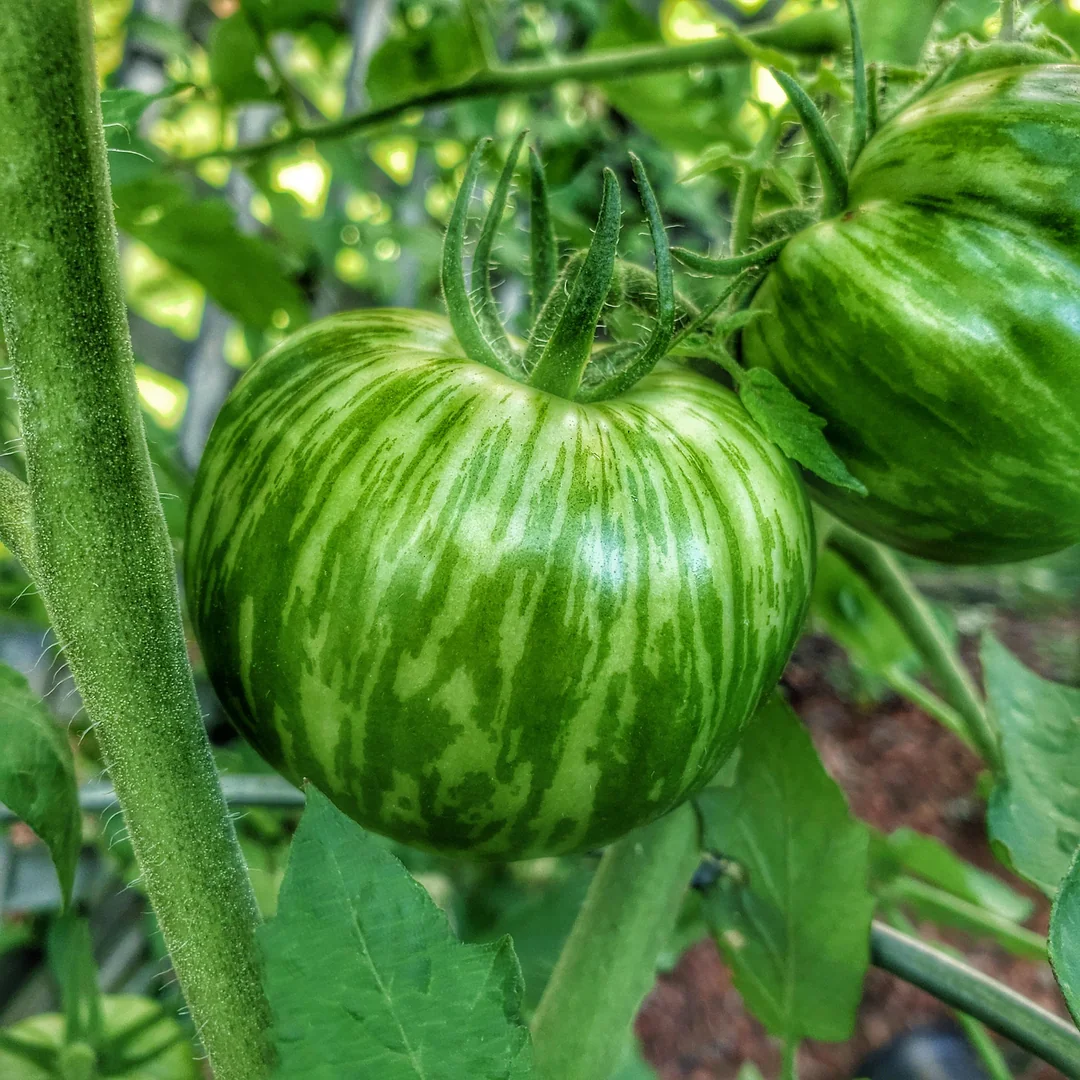 Green Zebra Tomato Seeds – Heirloom, Striped, Tangy & Sweet - Image 2