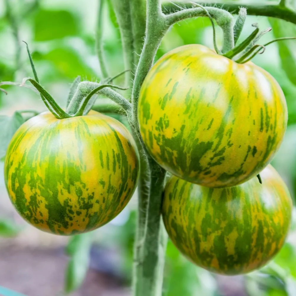 Green Zebra Tomato Seeds – Heirloom, Striped, Tangy & Sweet - Image 3