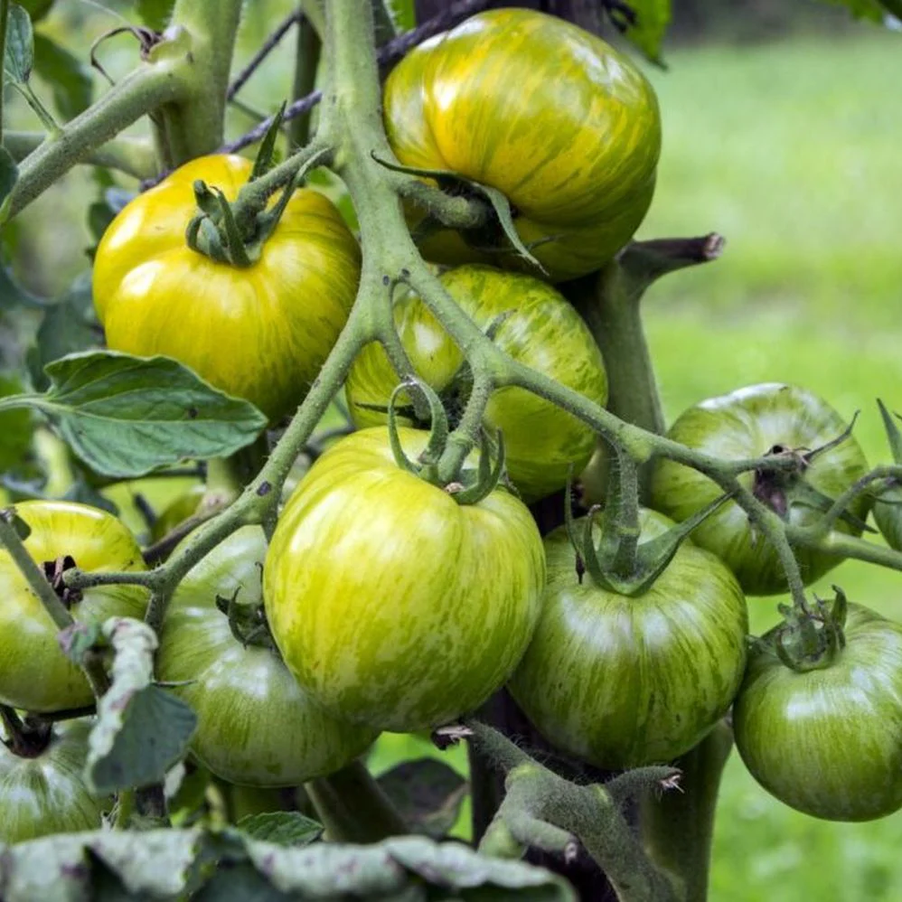 Green Zebra Tomato Seeds – Heirloom, Striped, Tangy & Sweet - Image 4