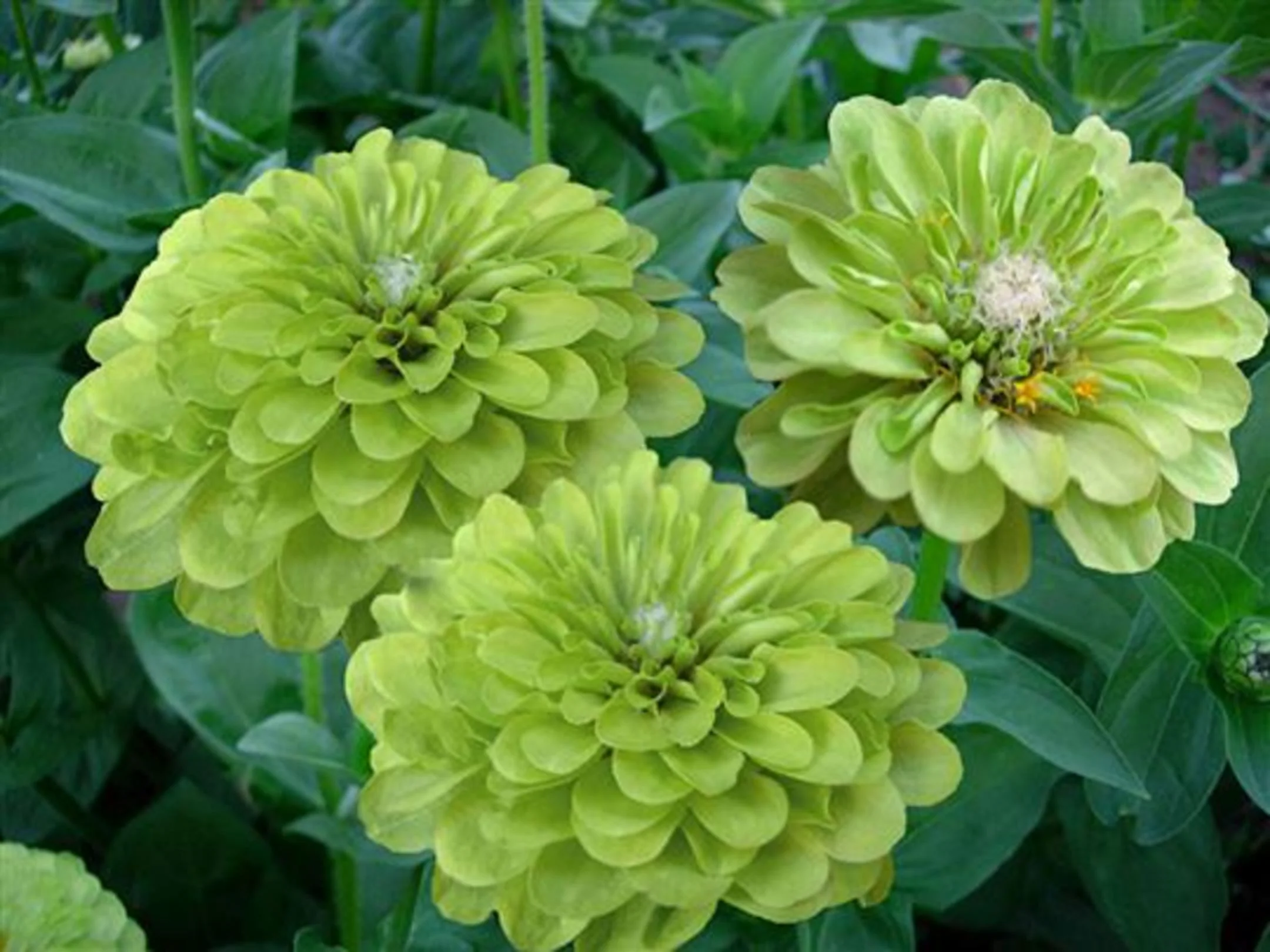 Green Zinnia Seeds – Unique Lime & Chartreuse Blooms for Garden Planting - Image 5