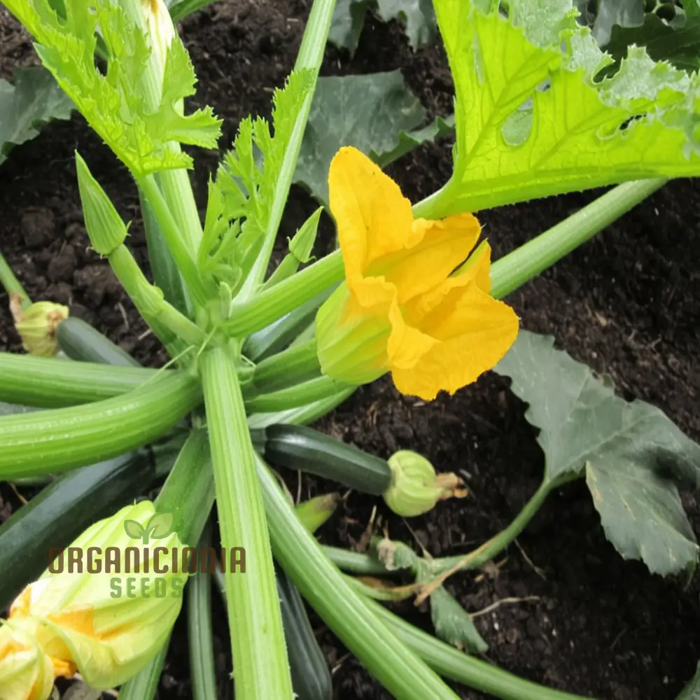 Green Zucchini Blossom Seeds - Grow Beautiful and Edible Zucchini Flowers in Your Garden