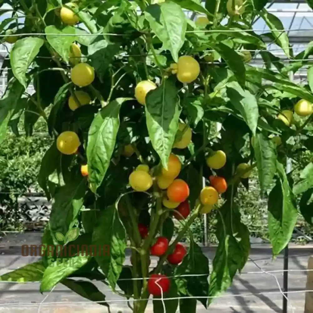 Greenhouse Tomato Seeds Collection | Premium Gardening Selection for Abundant Harvests | Ideal for Home Gardeners & Hobbyists | High-Yield, Disease-Resistant Varieties | Perfect for Controlled Environment Cultivation