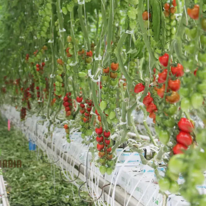 Greenhouse Tomato Seeds Collection | Premium Gardening Selection for Abundant Harvests | Ideal for Home Gardeners & Hobbyists | High-Yield, Disease-Resistant Varieties | Perfect for Controlled Environment Cultivation - Image 3