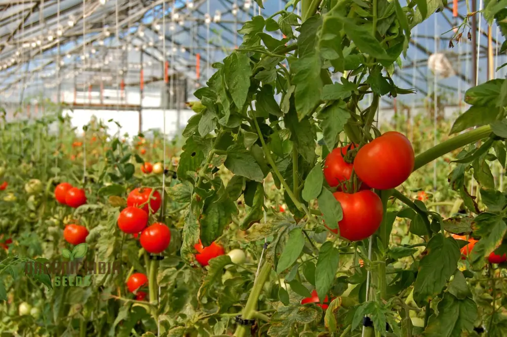 Greenhouse Tomato Seeds Collection | Premium Gardening Selection for Abundant Harvests | Ideal for Home Gardeners & Hobbyists | High-Yield, Disease-Resistant Varieties | Perfect for Controlled Environment Cultivation - Image 4