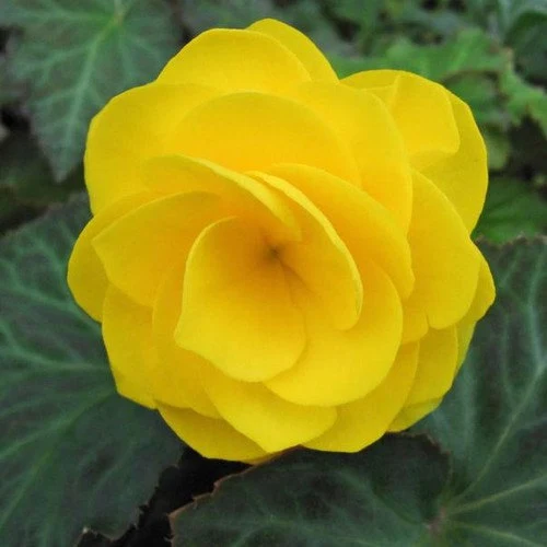 Greenish-Yellow Begonia Flower Seeds , Unique Vibrant Blooms, Non-GMO