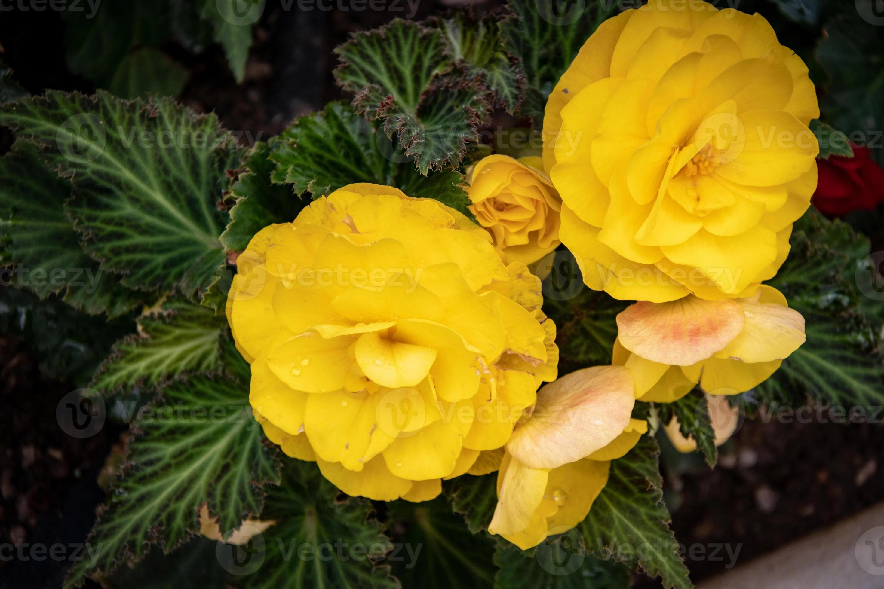 Greenish-Yellow Begonia Flower Seeds , Unique Vibrant Blooms, Non-GMO - Image 2