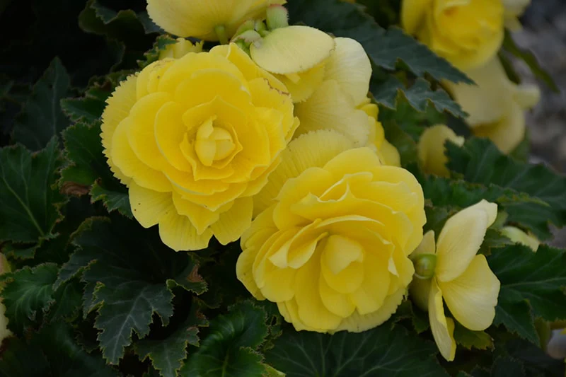 Greenish-Yellow Begonia Flower Seeds , Unique Vibrant Blooms, Non-GMO - Image 3