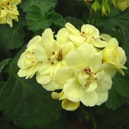 Greenish-Yellow Geranium Flower Seeds, Unique Vibrant Blooms, Non-GMO