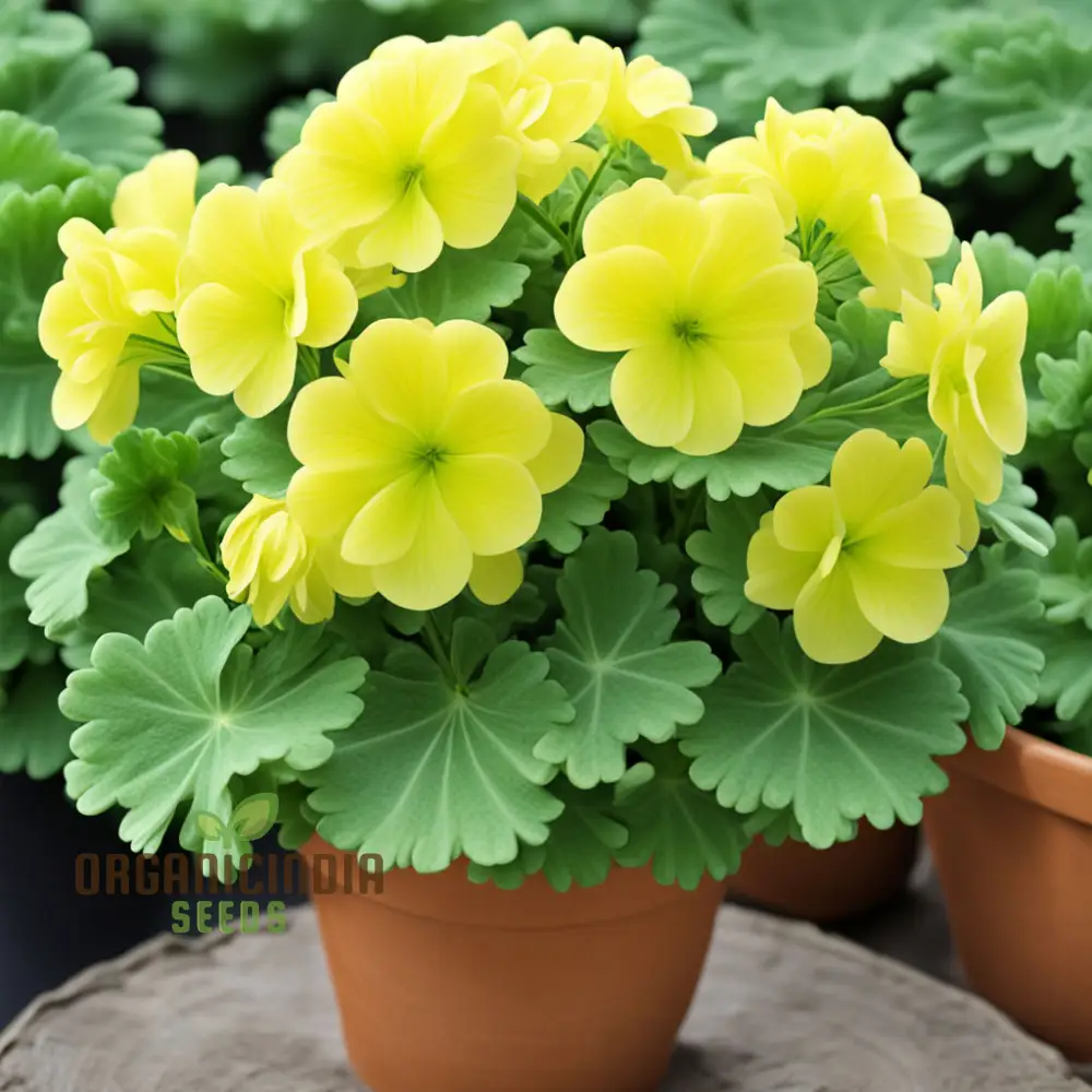 Greenish-Yellow Geranium Flower Seeds, Unique Vibrant Blooms, Non-GMO - Image 2