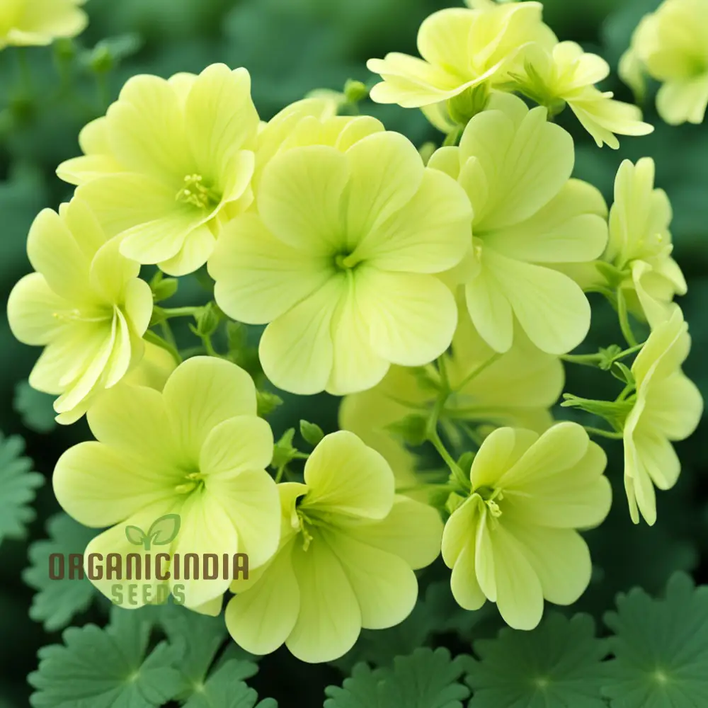 Greenish-Yellow Geranium Flower Seeds, Unique Vibrant Blooms, Non-GMO - Image 3
