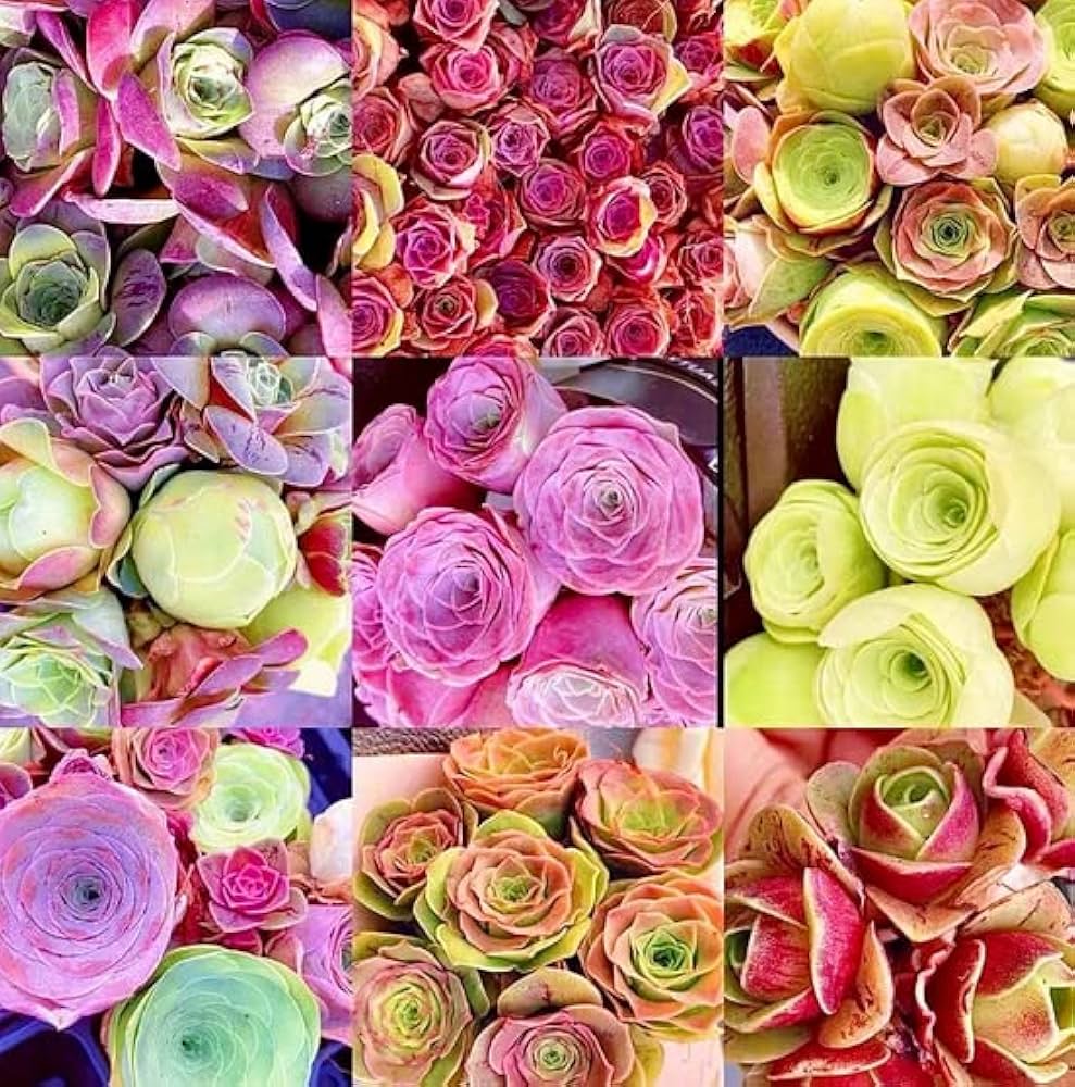 Greenovia Flower Seeds, Mixed Colors