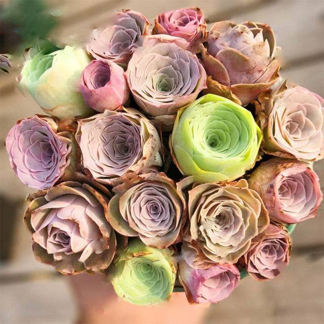 Greenovia Flower Seeds, Mixed Colors - Image 2