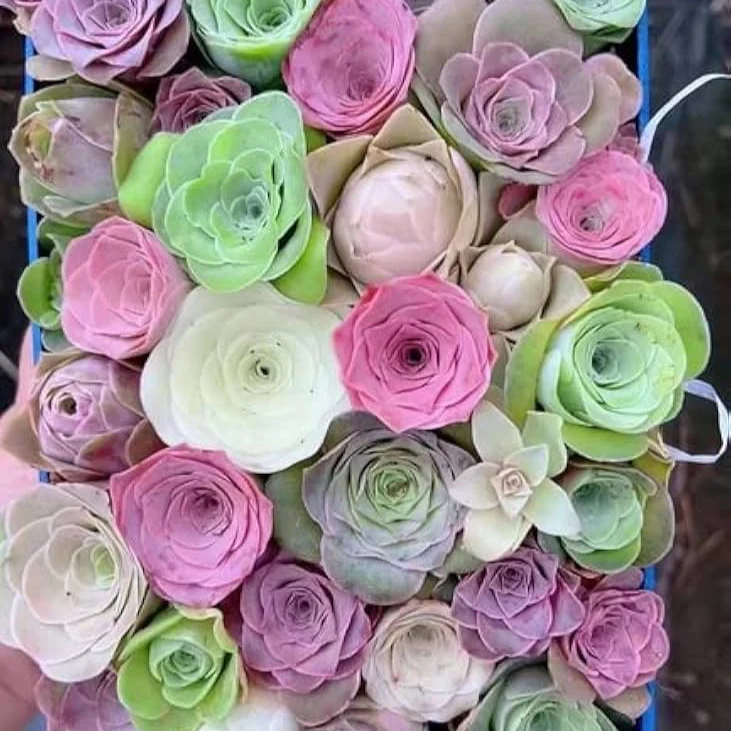 Greenovia Flower Seeds, Mixed Colors - Image 3