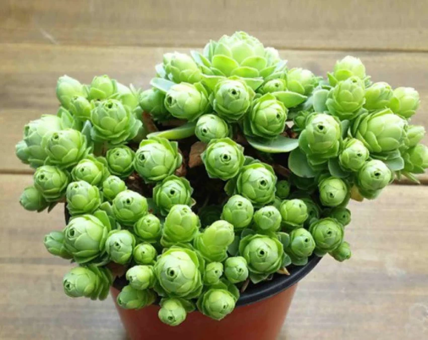 Greenovia Mountain Rose Seeds – Rare Succulent for Garden & Container Planting