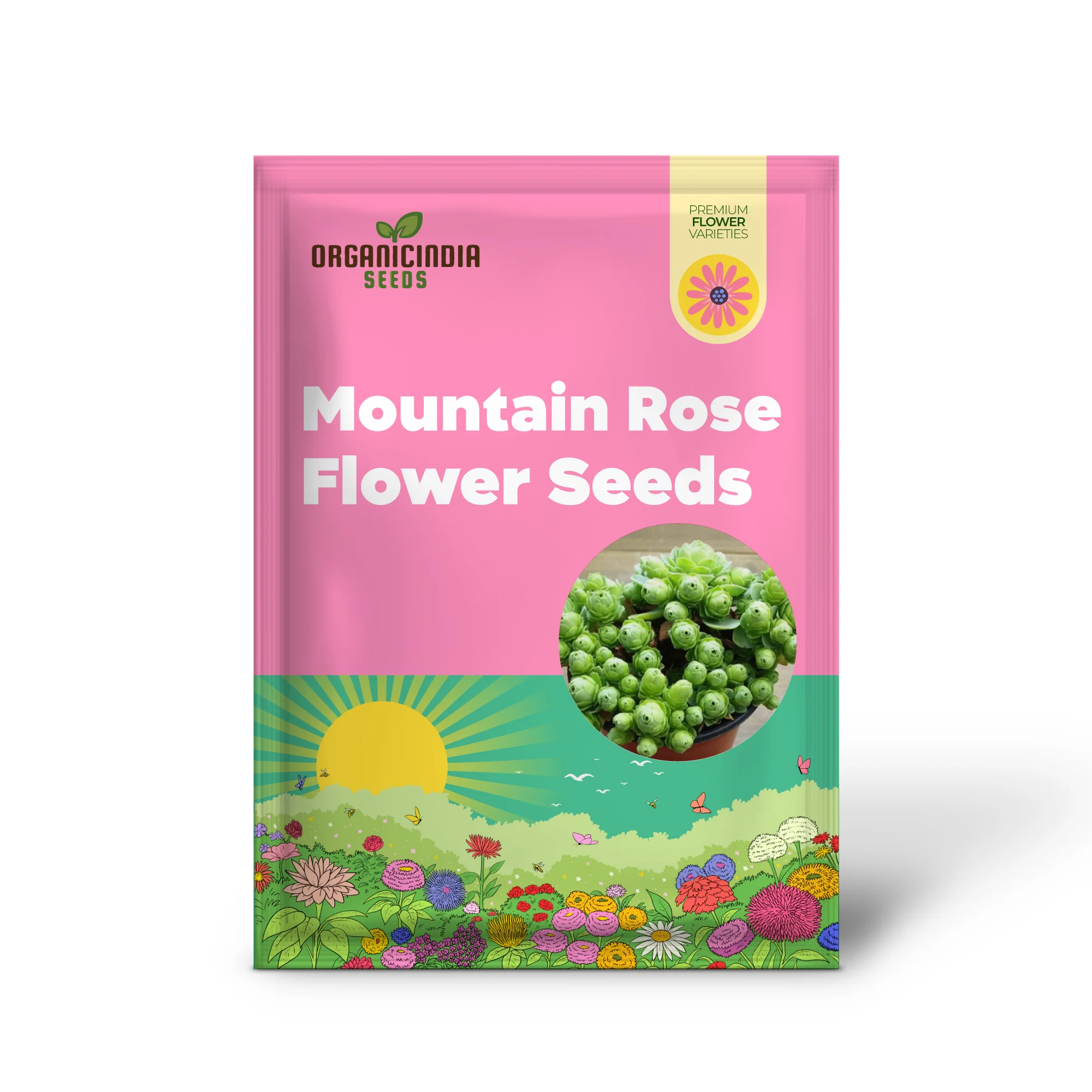 Greenovia Mountain Rose Seeds – Rare Succulent for Garden & Container Planting - Image 2