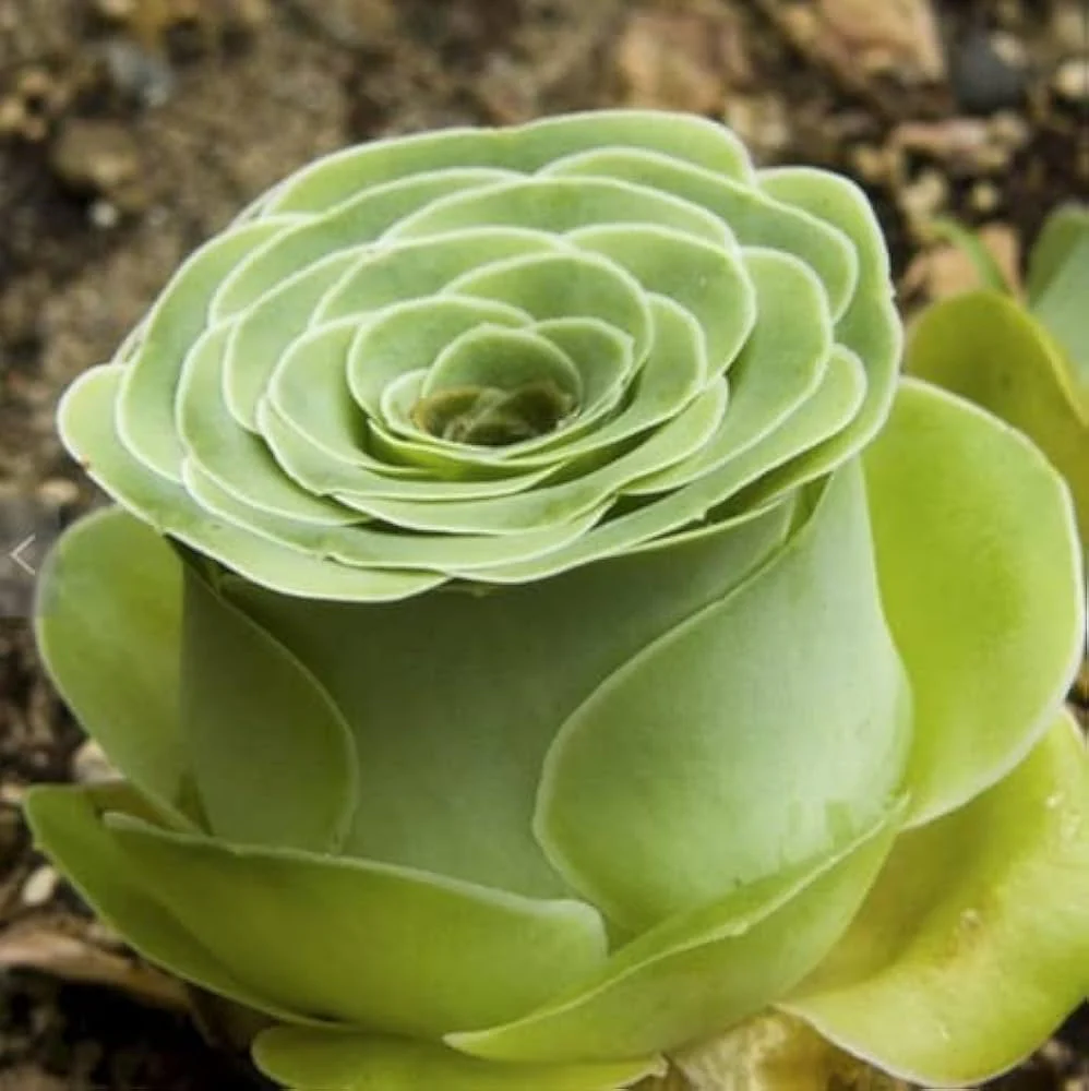 Greenovia Mountain Rose Seeds – Rare Succulent for Garden & Container Planting - Image 3